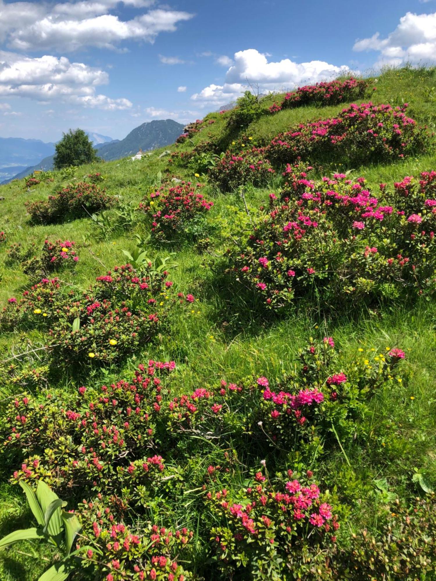 Baerenhuette Troepolach-Nassfeld Jenig Exteriér fotografie